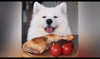狗狗能吃番茄火锅嘛