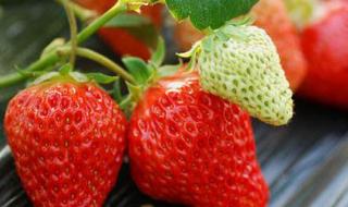 用草莓籽种草莓100%成功方法 草莓种子怎么种